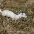 Hermelin (Mustela erminea)
