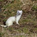 Hermelin (Mustela erminea)