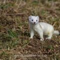 Hermelin (Mustela erminea)