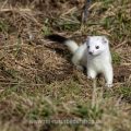 Hermelin (Mustela erminea)