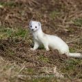 Hermelin (Mustela erminea)