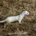 Hermelin (Mustela erminea)