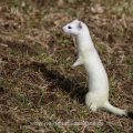 Hermelin (Mustela erminea)