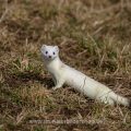 Hermelin (Mustela erminea)