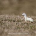 Hermelin (Mustela erminea)