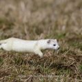 Hermelin (Mustela erminea)