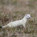 Hermelin (Mustela erminea)