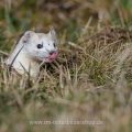 Hermelin (Mustela erminea)