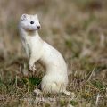 Hermelin (Mustela erminea)