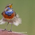 Weißsterniges Blaukehlchen (Luscinia svecica) Männchen