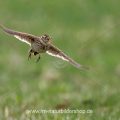 Feldlerche (Alauda arvensis)