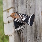 Wiedehopf (Upupa epops)