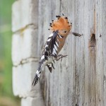 Wiedehopf (Upupa epops)