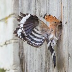 Wiedehopf (Upupa epops)