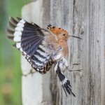 Wiedehopf (Upupa epops)