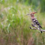 Wiedehopf (Upupa epops)