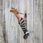 Wiedehopf (Upupa epops)