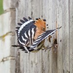 Wiedehopf (Upupa epops)