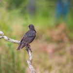 Star (Sturnus vulgaris)