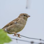 Haussperling (Passer domesticus) Weibchen