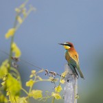 Bienenfresser (Merops apiaster)
