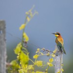 Bienenfresser (Merops apiaster)
