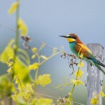 Bienenfresser (Merops apiaster)