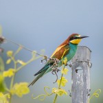 Bienenfresser (Merops apiaster)