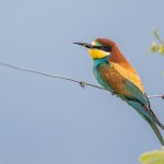 Bienenfresser (Merops apiaster)