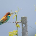 Bienenfresser (Merops apiaster)