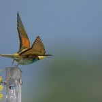 Bienenfresser (Merops apiaster)