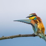 Bienenfresser (Merops apiaster)