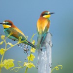 Bienenfresser (Merops apiaster)