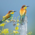 Bienenfresser (Merops apiaster)