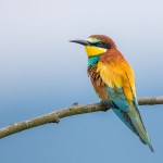 Bienenfresser (Merops apiaster)