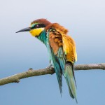 Bienenfresser (Merops apiaster)