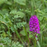 Pyramidenorchis (Anacamptis pyramidalis)