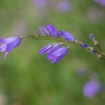 Wiesen-Glockenblume (Campanula patula)
