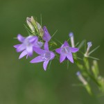 Wiesen-Glockenblume (Campanula patula)