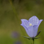 Pfirsichblättrige Glockenblume (Campanula persicifolia)