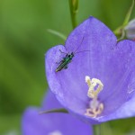 Pfirsichblättrige Glockenblume (Campanula persicifolia)