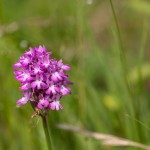 Pyramidenorchis (Anacamptis pyramidalis)