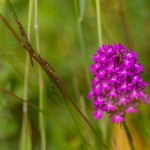 Pyramidenorchis (Anacamptis pyramidalis)