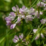 Bunte Kronwicke (Securigera varia)