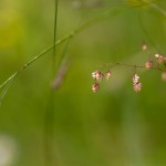 Mittleres Zittergras (Briza media)