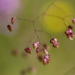 Mittleres Zittergras (Briza media)