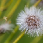 Wiesen-Pippau (Crepis biennis)