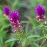 Acker-Wachtelweizen (Melampyrum arvense)