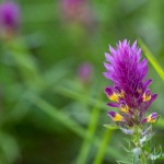 Acker-Wachtelweizen (Melampyrum arvense)