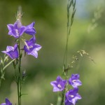 Pfirsichblättrige Glockenblume (Campanula persicifolia)